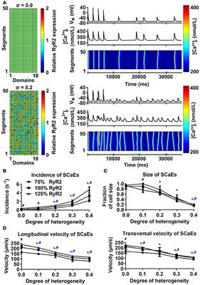 The Subcellular Distribution of Ryanodine Receptors and L-Type Ca2+ Channels Modulates Ca2+-Transient Properties and Spontaneous Ca2+-Release Events in Atrial Cardiomyocytes